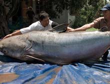 giant catfish, photo courtesy World Wildlife Fund - National Geographic (via AP)